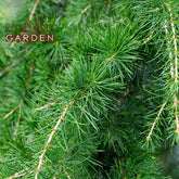 Organic Cedarwood Himalayan essential oil